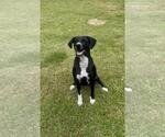Small #1 Labrador Retriever Mix