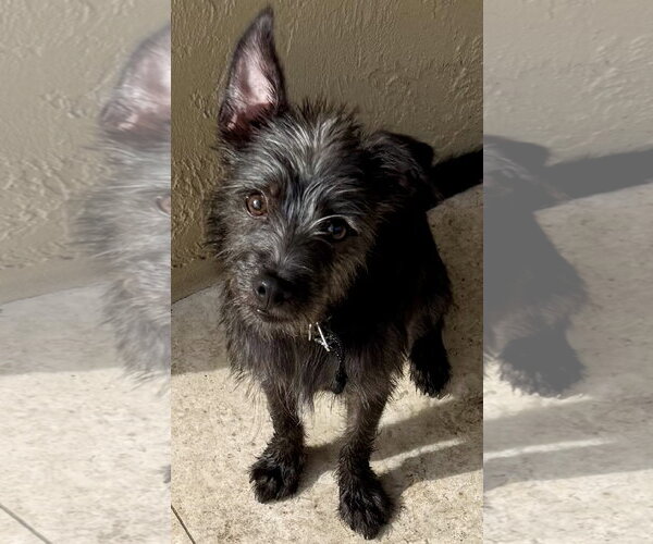 Medium Photo #1 Mutt Puppy For Sale in Boca Raton, FL, USA