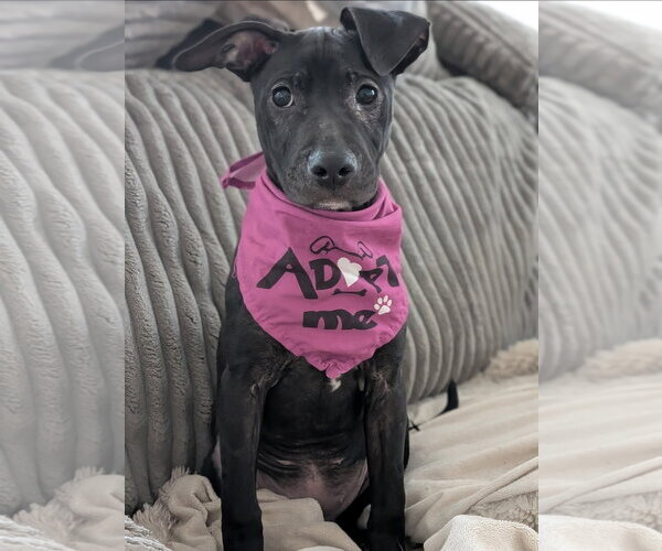 Medium Photo #3 American Pit Bull Terrier-American Staffordshire Terrier Mix Puppy For Sale in Chester, VA, USA