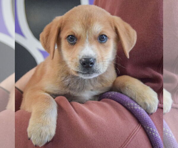 Medium Photo #5 German Shepherd Dog-Unknown Mix Puppy For Sale in Huntley, IL, USA