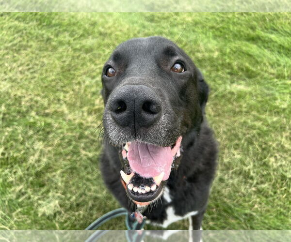 Medium Photo #8 Border Collie-Great Pyrenees Mix Puppy For Sale in Minneapolis, MN, USA