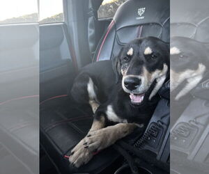 Labrador Retriever-Unknown Mix Dogs for adoption in Las Vegas, NM, USA