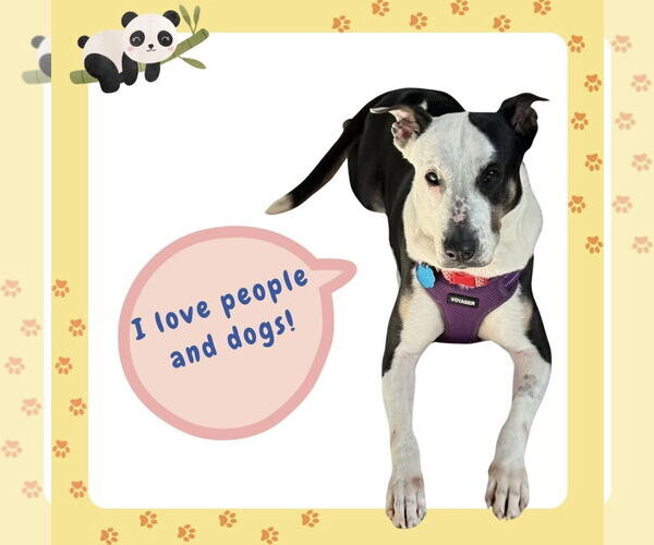 Medium Photo #6 Bull Terrier-Unknown Mix Puppy For Sale in Euless, TX, USA