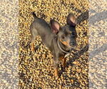 Small #1 Rat Terrier