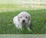 Small Photo #4 Goldendoodle Puppy For Sale in TURIN, NY, USA