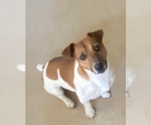 Father of the Jack Russell Terrier puppies born on 02/11/2026