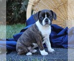 Small #2 Boston Terrier-Cavalier King Charles Spaniel Mix