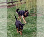 Small #3 Mutt