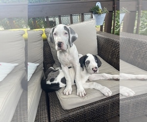 Great Dane Puppy for Sale in LANSING, Michigan USA