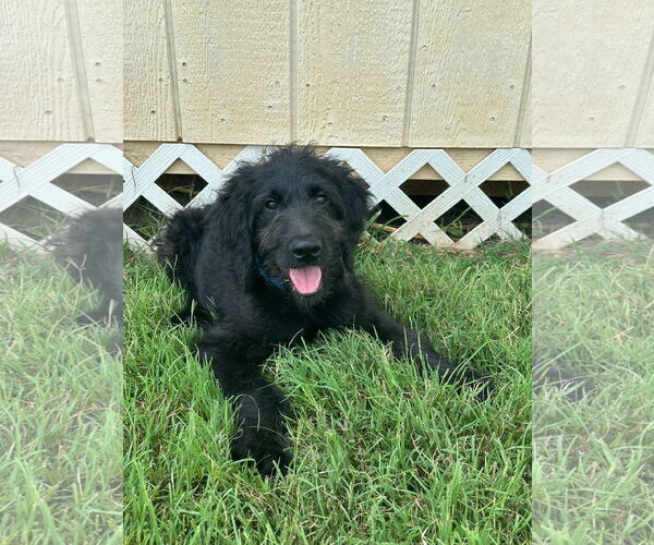 Medium Photo #2 Labradoodle Puppy For Sale in Pacolet, SC, USA