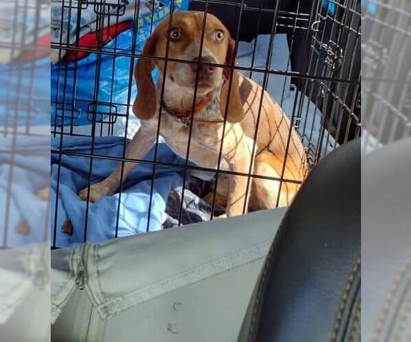 Medium Photo #9 Beagle Puppy For Sale in Tampa, FL, USA