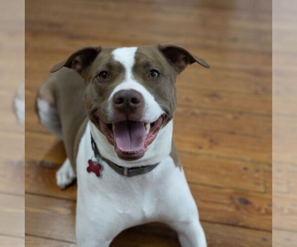 Medium Photo #8 American Pit Bull Terrier-Unknown Mix Puppy For Sale in Fargo, ND, USA