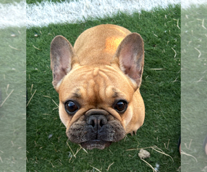 Mother of the French Bulldog puppies born on 03/10/2026