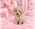 Poodles - Female Poodle (Toy) Puppy for Sale - Photo #21