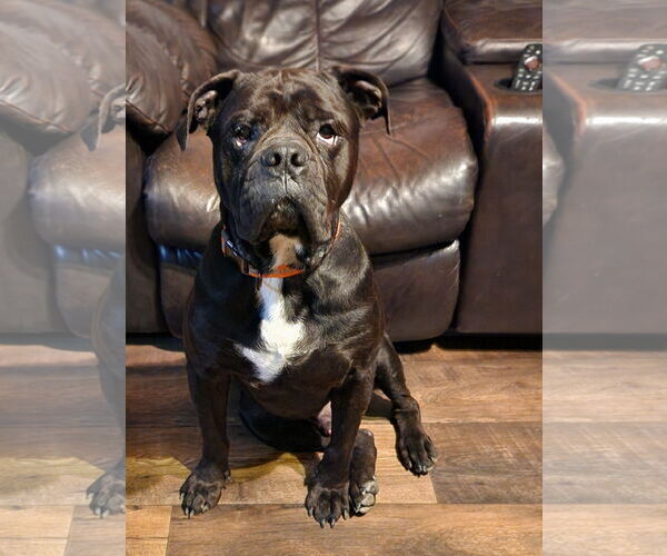 Medium Photo #13 American Bulldog-Unknown Mix Puppy For Sale in Shreveport, LA, USA