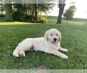 Golden Retriever Puppy for sale in HAMILTON, MI, USA