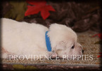 Small Photo #9 West Highland White Terrier Puppy For Sale in COPPOCK, IA, USA