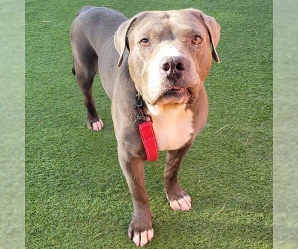 Medium Photo #2 American Pit Bull Terrier-Unknown Mix Puppy For Sale in Las Vegas, NV, USA