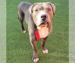Small #1 American Pit Bull Terrier Mix