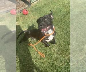 American Pit Bull Terrier Dogs for adoption in Louisville, KY, USA