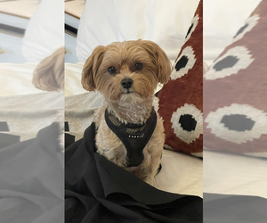 Father of the Maltipoo puppies born on 07/11/2025