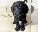 Small Photo #7 Goldendoodle Puppy For Sale in GIG HARBOR, WA, USA