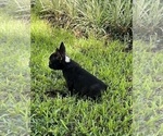 Small Photo #5 French Bulldog Puppy For Sale in AVON PARK, FL, USA