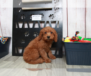Goldendoodle (Miniature) Puppy for sale in MARIETTA, GA, USA