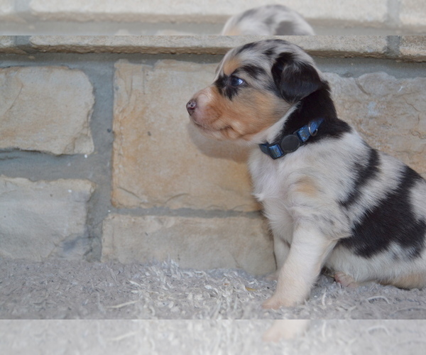 Medium Photo #5 Australian Shepherd Puppy For Sale in DIXON, MO, USA