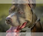 Small #5 Bulldog-Staffordshire Bull Terrier Mix
