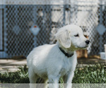 Small Photo #10 English Cream Golden Retriever Puppy For Sale in E WENATCHEE, WA, USA