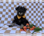 Small #6 Schnauzer (Miniature)