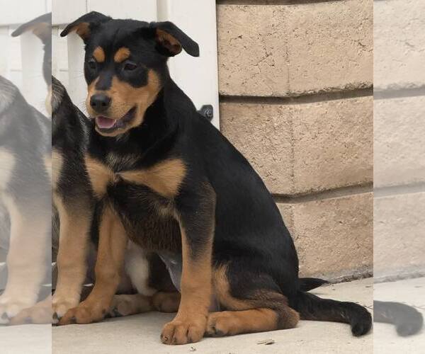 Medium Photo #3 Mutt Puppy For Sale in La Verne, CA, USA