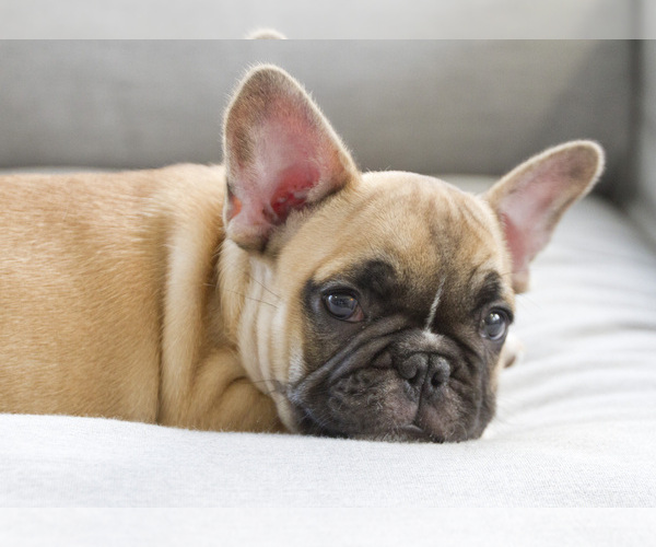 Medium Photo #1 French Bulldog Puppy For Sale in GLEN ALLEN, VA, USA