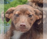 Small #6 Australian Shepherd Mix