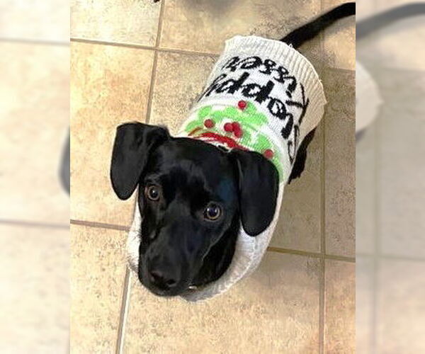 Medium Photo #4 Chiweenie Puppy For Sale in Conroe, TX, USA