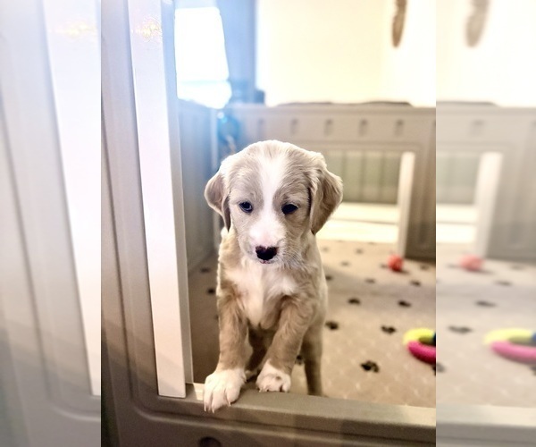 Medium Photo #1 Goldendoodle (Miniature) Puppy For Sale in CAPE CORAL, FL, USA