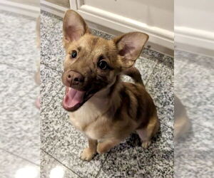 Titto - Male Chiranian Dog for Adoption - Photo #5