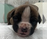 Small #3 Boxer