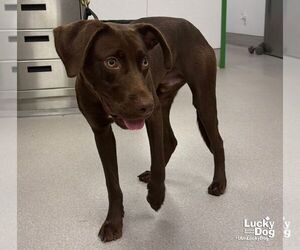 Weasel - Male Labrador Retriever-Unknown Mix Dog for Adoption - Photo #3