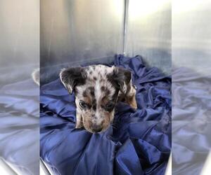 Mutt Dogs for adoption in San Antonio, TX, USA
