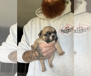 French Bulldog Puppy for sale in MEMPHIS, IN, USA
