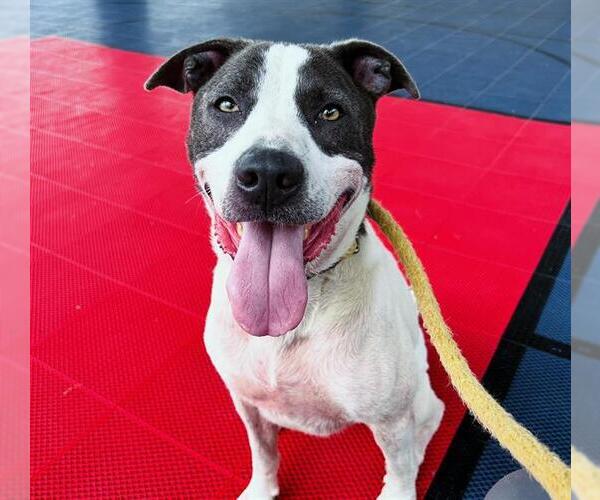 Medium Photo #3 Staffordshire Bull Terrier-Unknown Mix Puppy For Sale in Rosenberg, TX, USA