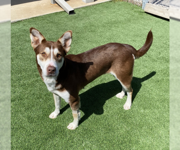 Medium Photo #5 Collie-Huskies  Mix Puppy For Sale in McKinney, TX, USA