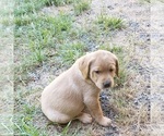 Small Photo #5 Labrador Retriever Puppy For Sale in OLYMPIA, WA, USA