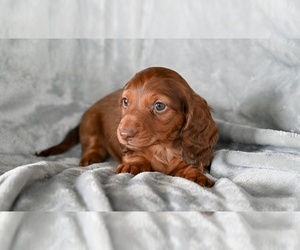 Dachshund Puppy for sale in FREDERICKSBURG, OH, USA