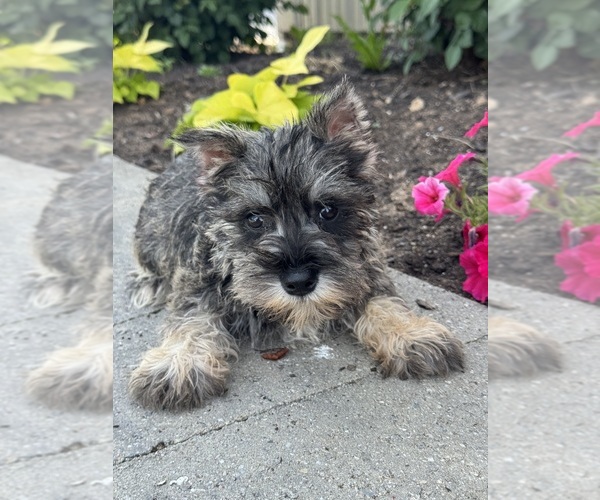 Medium Photo #2 Schnauzer (Miniature) Puppy For Sale in CANOGA, NY, USA