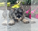 Small #1 Schnauzer (Miniature)