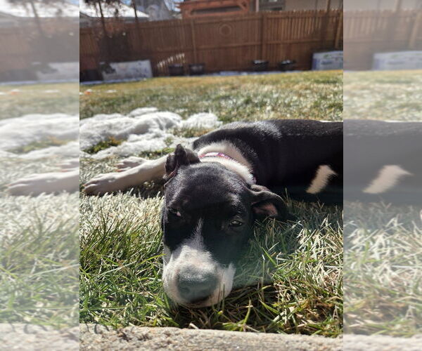 Medium Photo #2 Mutt Puppy For Sale in Fort Collins, CO, USA