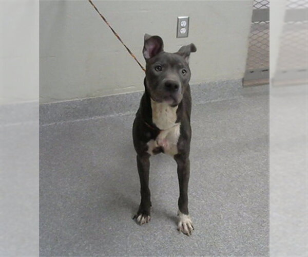 Medium Photo #1 American Pit Bull Terrier-Unknown Mix Puppy For Sale in Pasadena, TX, USA